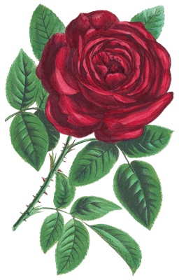 PNG画像|ピンク色と真紅の薔薇(ローズ)アンティークイラスト素材