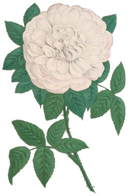 PNG画像｜黄色と白色の薔薇（ローズ）アンティークイラスト素材