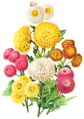 PNG画像｜デイジー（小菊）花束　アンティークイラスト素材