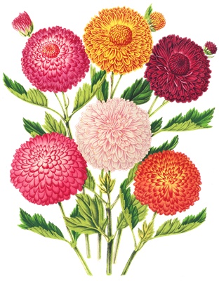 PNG画像|デイジー(小菊)花束 アンティークイラスト素材