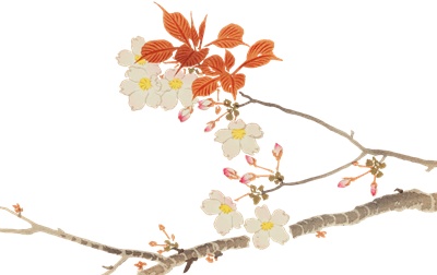 PNG画像｜山桜の日本画　アンティークイラスト素材