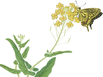 PNG画像｜菜の花にとまるアゲハ蝶の日本画　アンティークイラスト素材