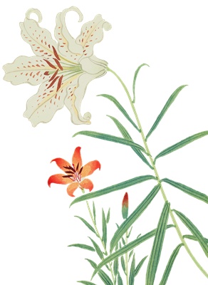 PNG画像｜百合の花の日本画　アンティークイラスト素材