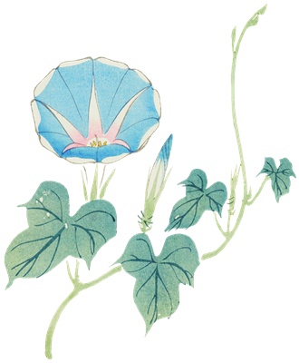 PNG画像｜青い朝顔の日本画　アンティークイラスト素材