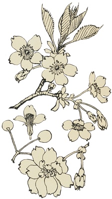 PNG画像｜桜の花デザイン画　アンティークイラスト素材