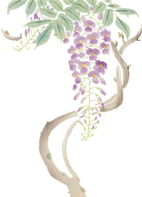 PNG画像|藤の花の日本画 アンティークイラスト素材