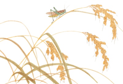 PNG画像｜稲穂とイナゴの日本画　アンティークイラスト素材