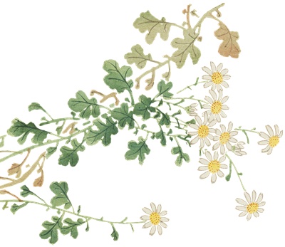 PNG画像｜白い野菊の日本画　アンティークイラスト素材