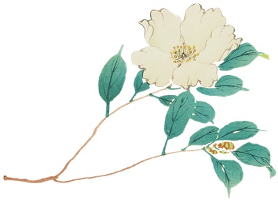 PNG画像｜白い山茶花の日本画　アンティークイラスト素材