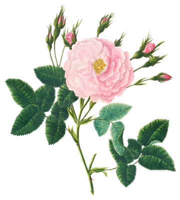 PNG画像｜ピンク色の薔薇（ローズ）アンティークイラスト素材