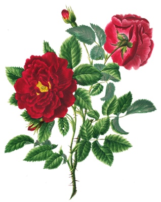 PNG画像｜真紅の薔薇（ローズ）アンティークイラスト素材