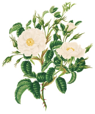 PNG画像｜白薔薇（ローズ）アンティークイラスト素材
