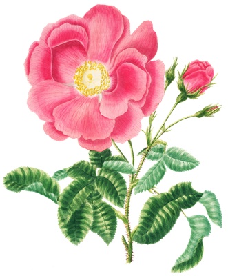 PNG画像｜薄紅色の薔薇（クラシックローズ）　アンティークイラスト素材