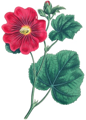 PNG画像｜紅色の葵　アンティークイラスト素材