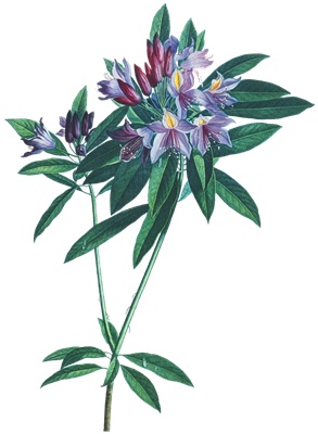 PNG画像｜竜胆の花　アンティークイラスト素材