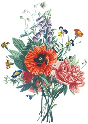 PNG画像｜芥子の花束　アンティークイラスト素材