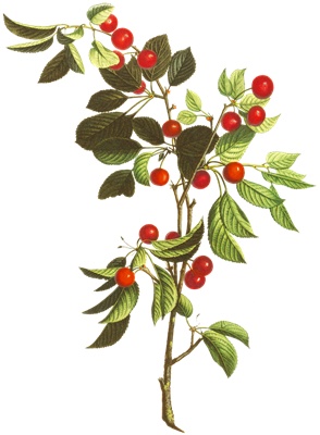 PNG画像｜桜桃（チェリー） アンティークイラスト素材