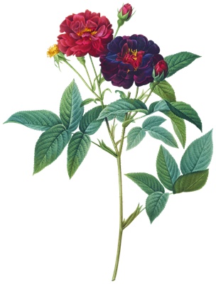 PNG画像｜赤と紫色の薔薇（ローズ） アンティークイラスト素材