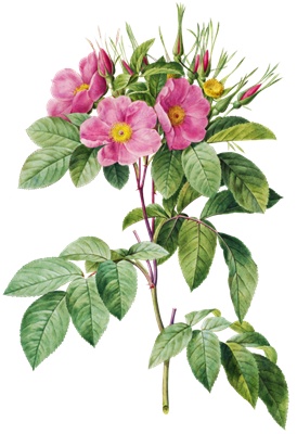 PNG画像｜野薔薇（ワイルドローズ） アンティークイラスト素材
