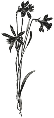 PNG画像｜水仙と芥子 モノトーン アンティークイラスト素材