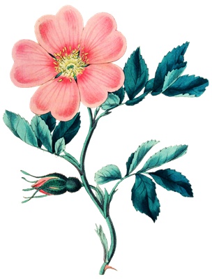 PNG画像｜ピンク色の野薔薇　アンティークイラスト素材