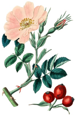 PNG画像｜薄紅色の野薔薇　アンティークイラスト素材