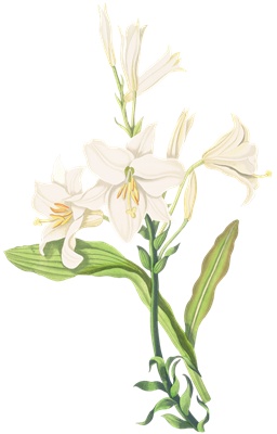 PNG画像｜白百合の花 アンティークイラスト素材