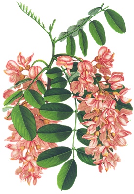 PNG画像｜ニセアカシアの花　アンティークイラスト素材