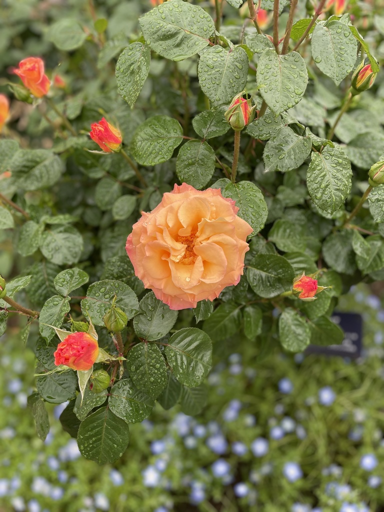 【モバイルバッテリー】flower tmin