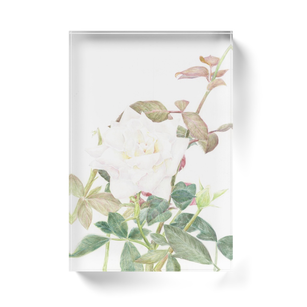 色鉛筆画白薔薇ブロック