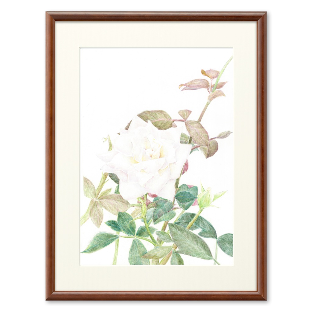 色鉛筆画白薔薇の複製画