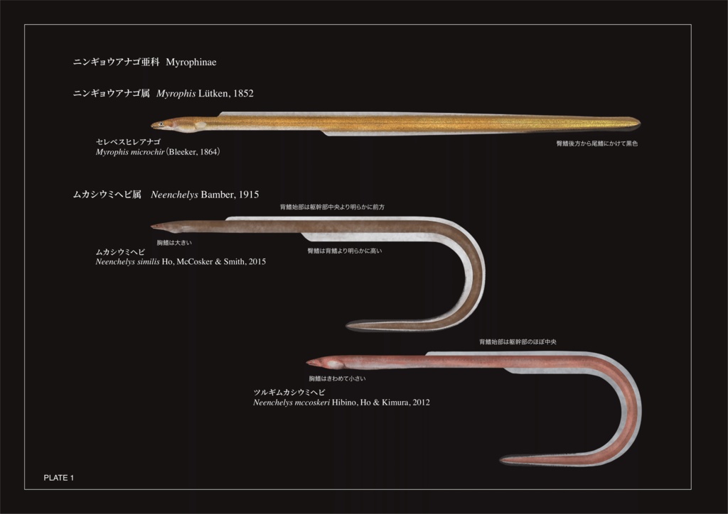 日本産ウミヘビ科魚類図譜 Pictorial Atlas of Snake Eels, Sand Eels & Worm Eels (Family: Ophichthidae) of Japan