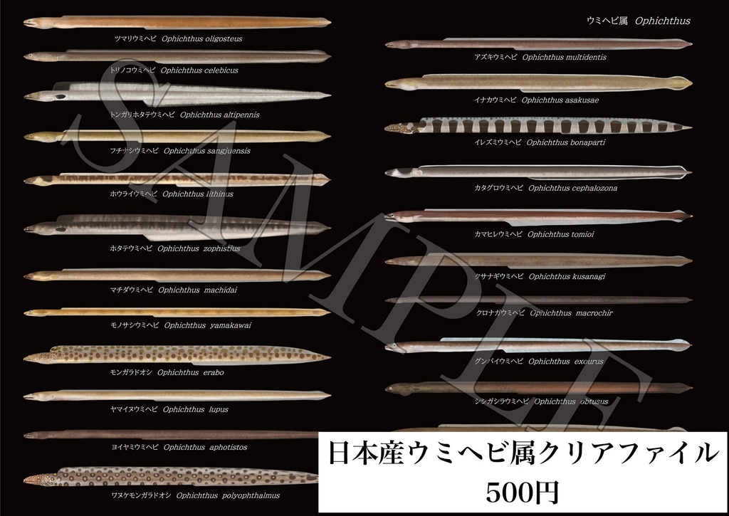 日本産ウミヘビ属A4クリアファイル