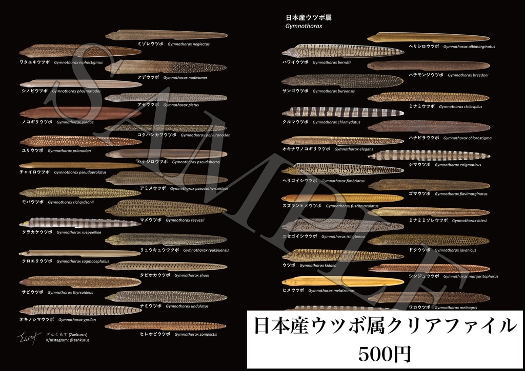 日本産ウツボ属A4クリアファイル