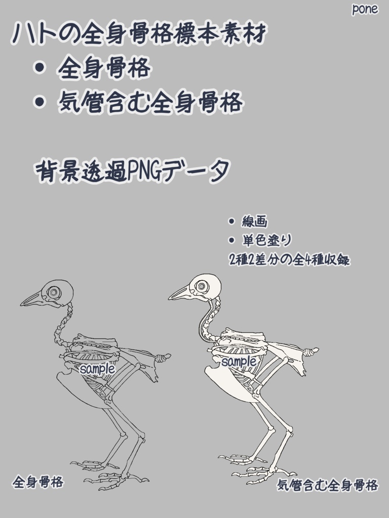 ハトの全身骨格標本イラスト素材