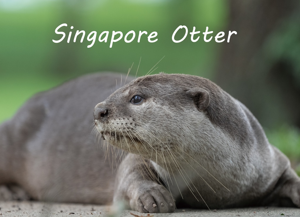 Singapore Otter