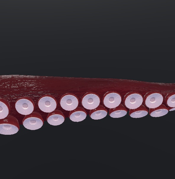 蛸腕【義肢orサブアーム想定】&蛸脚【スキュラ改変用】多分全アバター対応