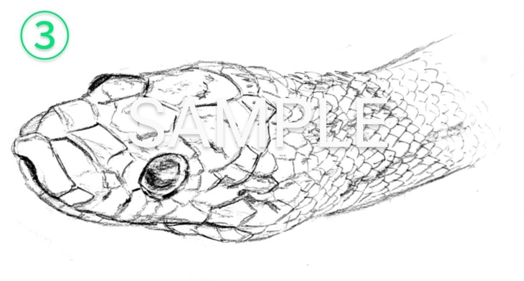 コーンスネークの鉛筆画ステッカー