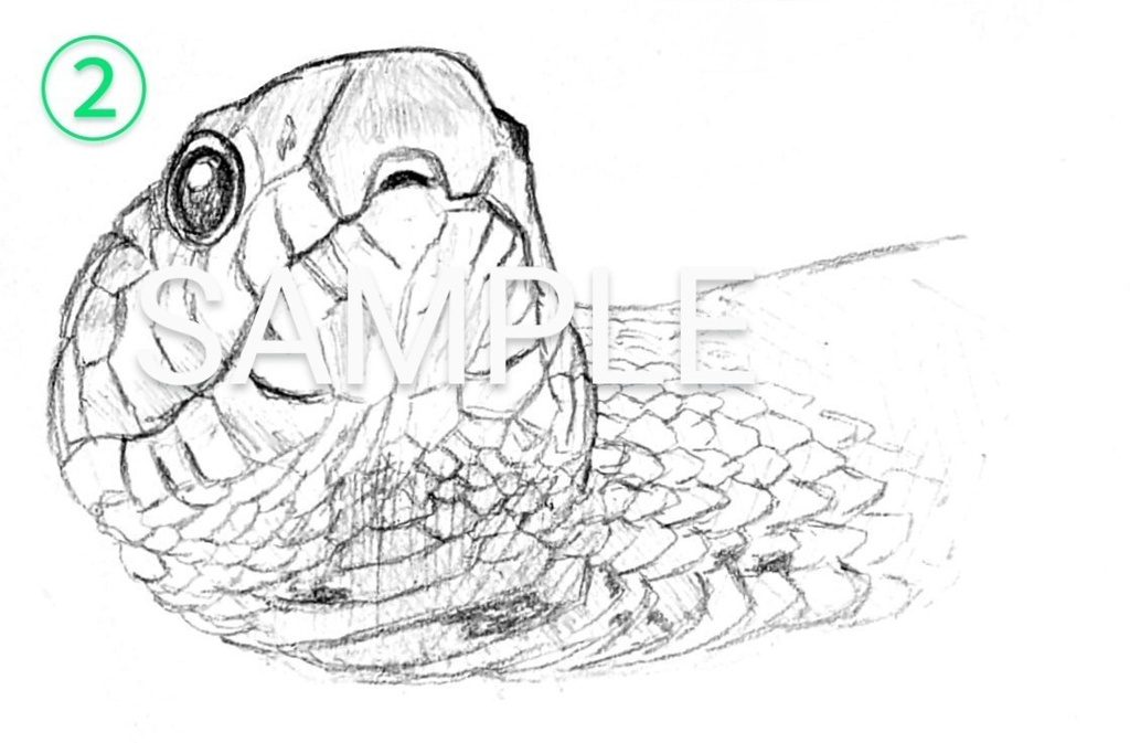 コーンスネークの鉛筆画ステッカー