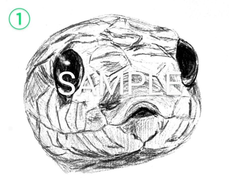 コーンスネークの鉛筆画ステッカー