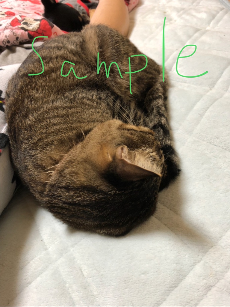 ブーストくん(ねこ、わんこの写真)