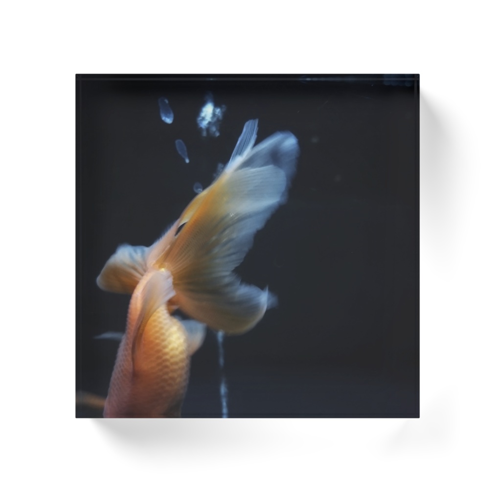 夜の金魚 アクリルブロック