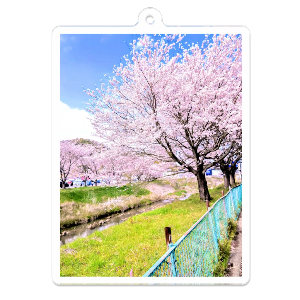 アクリル 桜キーホルダー