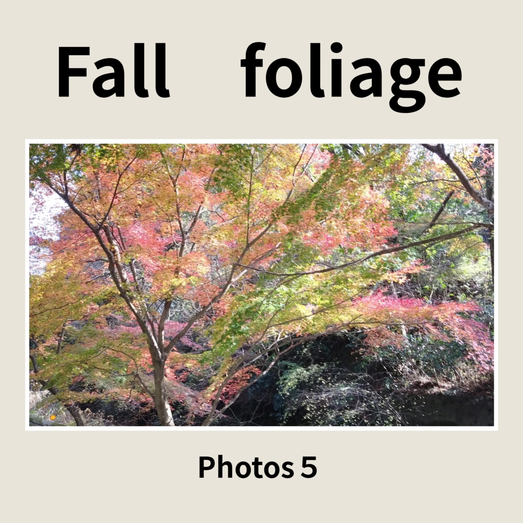 紅葉　Fall Foliage　秋　紅葉の写真5枚　デジタル素材