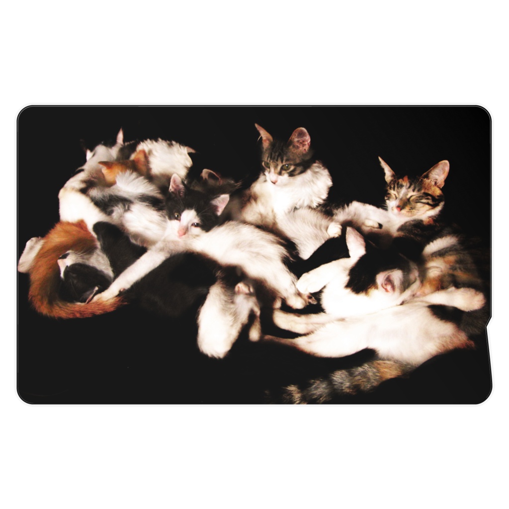 にゃんこ大集合