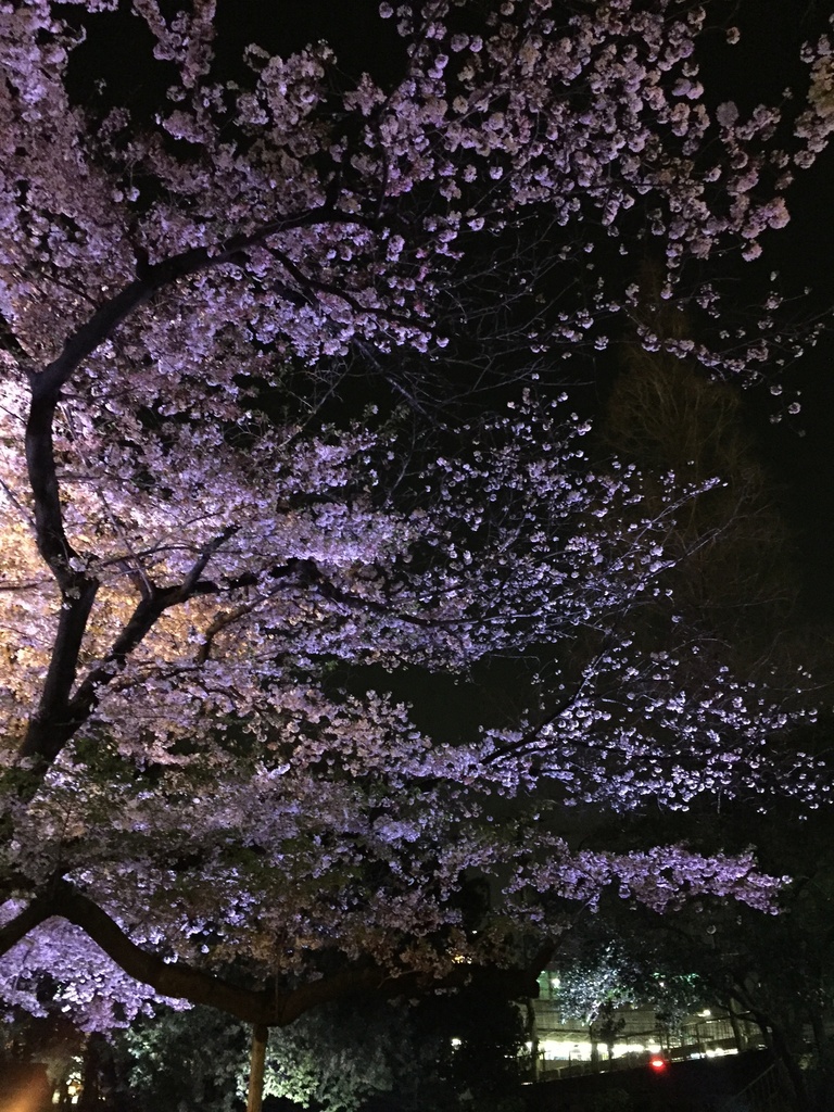 Tokyo_Scenery_Photo_Collection