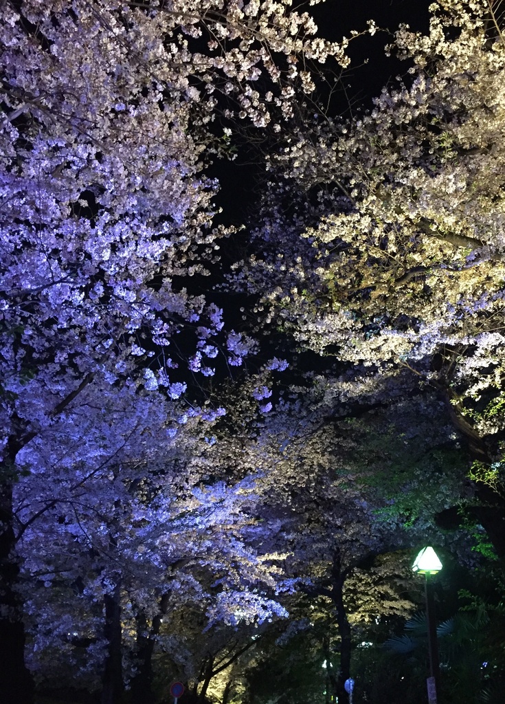 Tokyo_Scenery_Photo_Collection