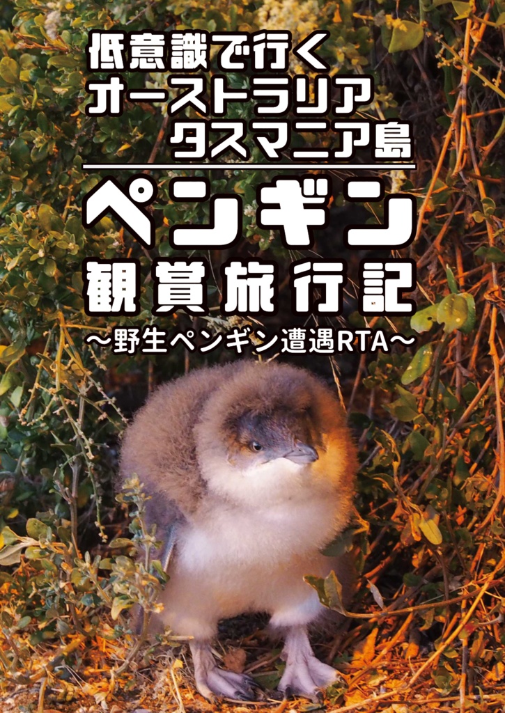 低意識で行くオーストラリアタスマニア島 ペンギン観賞旅行記
