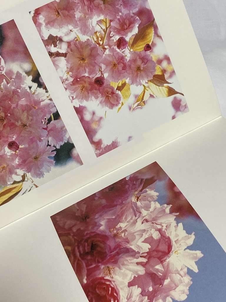 2019年さくら本『花のみちゆき』