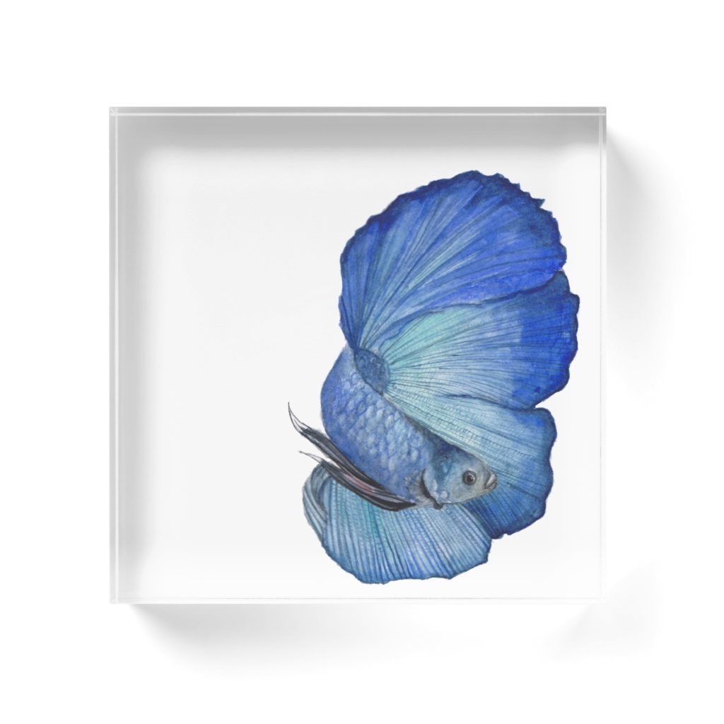 ベタ青色フルムーン*アクリルアクアリウム